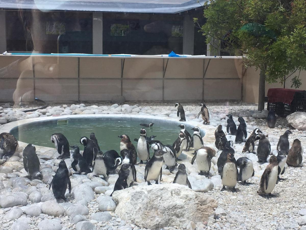Ons C-Huis - Gansbaai Seafront Accommodation, Back-Up Power المظهر الخارجي الصورة